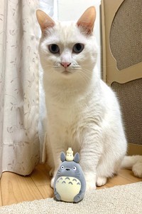 こう見えても、甘えんぼでかまってちゃんなんですよ（「こぎん君」さん提供）
