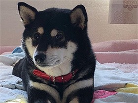 目の上の麻呂眉いいでしょ　柴犬の「こうめ」