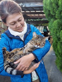 地域猫だったシマちゃん（画像提供：パン工房アウビングさん）