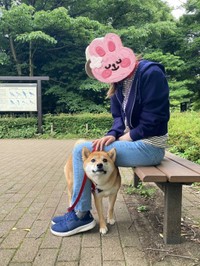 普段のお散歩の様子（提供：柴犬るなさん）