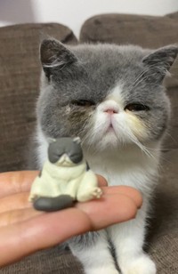 似てますかにゃ？（提供：田中さんちの仲良し５兄妹 さん）