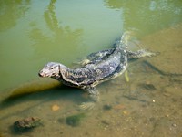 川、湖、湿地などの水辺に生息する「ミズオオトカゲ」 ※画像はイメージです（Tavan:stock.adobe.com）