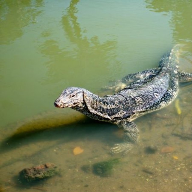 川、湖、湿地などの水辺に生息する「ミズオオトカゲ」 ※画像はイメージです（Tavan:stock.adobe.com）