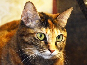 「室内飼いの猫は安心」は誤解、予防必要　カナダの獣医師が解説