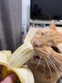 ワイルドな食べっぷり（画像提供：むぎと人間さん）