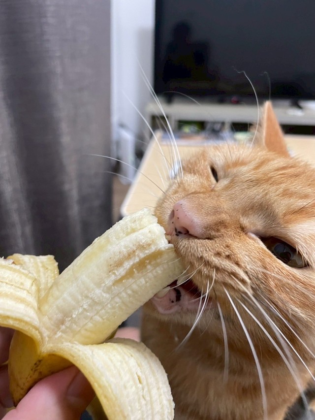 ワイルドな食べっぷり（画像提供：むぎと人間さん）