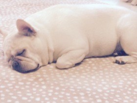 同居犬の最期を迎えて　後輩犬が「死」を理解する瞬間