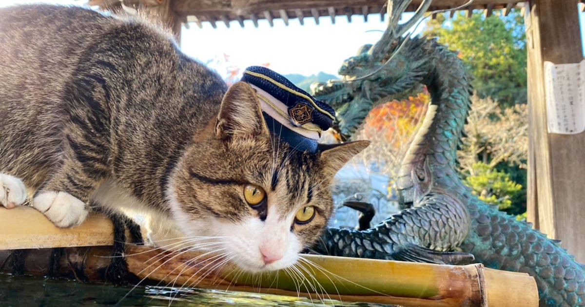 猫を愛し、猫に愛されるタクシー会社 ツイッターに投稿する猫写真が