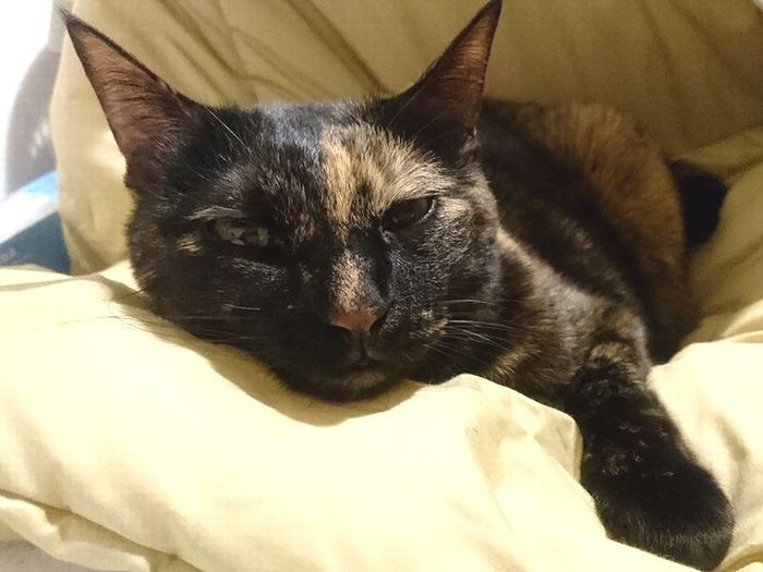 しょんぼり顔のサビ猫「あんず」