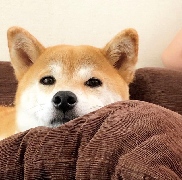 カメラ目線でじーっと見つめるももちゃん（画像提供：柴犬ももさん）