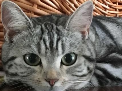 アメショーｎｉｃｏちゃん「今日もお留守番？」の顔