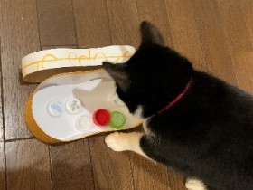 猫と遊んであげられない時　猫が一人遊びできる手作りの「知育玩具」を与えよう