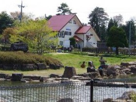 国際支援団体が動物保護に乗り出したわけ