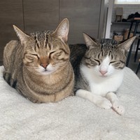 ２匹は実の兄弟で仲良しです（提供：とらまるらんまるさん）