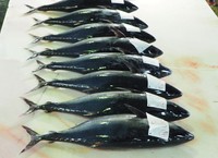 競りに並んだ「都まぐろ」＝舞鶴漁港