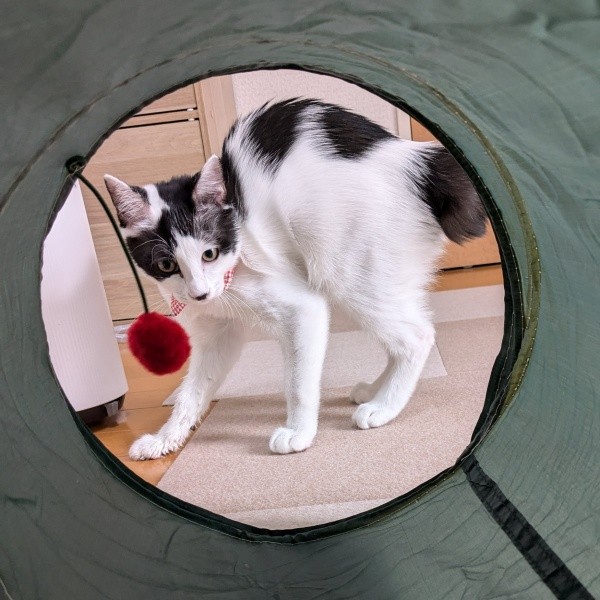 やんのかポーズするくるりちゃん（画像提供：うちのお嬢さん）