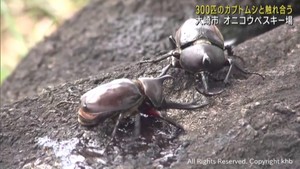 夏休みの子どもたちがカブトムシと触れ合う　宮城・大崎市