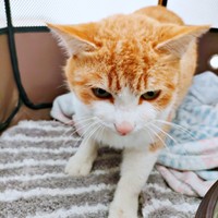 保護当時、少しずつおうちでの生活に慣れていったチョロすけくん（画像提供：まめたろさん）