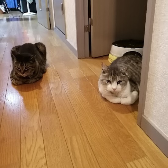 と思ったら、廊下で近寄る（くっつかないけど）（信之さん提供）