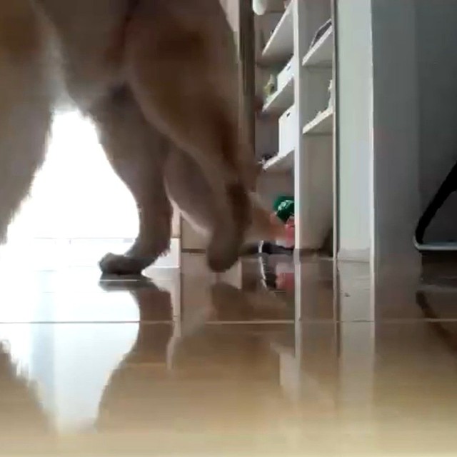 ロボット掃除機が映したものは？（「北関東の鷹ゴールデンレトリバーとの暮らし」さん提供、Xよりキャプチャ撮影）