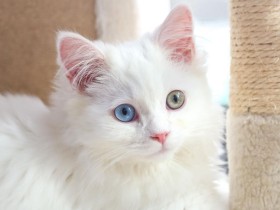 キャットタワーでひなたぼっこ中　オッドアイに一目ぼれ、マンチカン「ロキ」