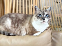 青い瞳が美しいぴーちゃん（画像提供：hiroさん）