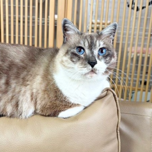 青い瞳が美しいぴーちゃん（画像提供：hiroさん）