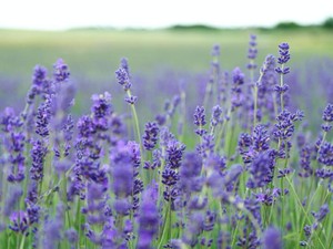 父が黙っていたわけ（朝日新聞「ひととき」次点作品）