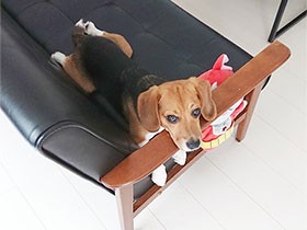 かわいくて愛しい　甘えんぼうビーグルの「シェリー」