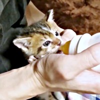子猫時代、ミルクを飲むつくねちゃん（画像提供：猫目さん）
