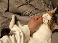 セルさんと毎晩一緒に眠る甘えん坊に成長したセルジオ悦子ちゃん（画像提供：セルゥゥゥゥァァァァァさん）