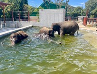 みんなでプール。気持ちよさそう！