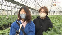 イチゴ狩りに訪れた人