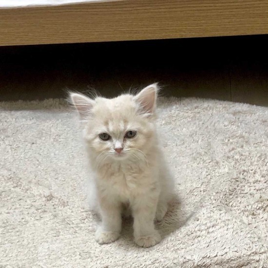 家にきたころの「メル」