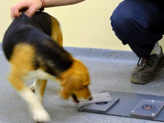 ビーグル犬で実験　人なつっこい犬には共通の遺伝子がある！