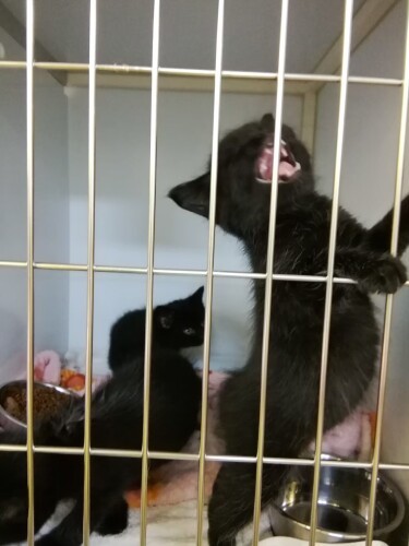 元気な坊や３匹、「誰か僕らをもらって～」今は家族を見つけて皆幸せ（雅子さん提供）