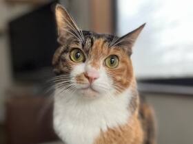 今日は最高にいいお顔！　いろんなにゃん相を持つ三毛猫「おこげ」