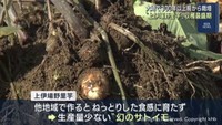 幻のサトイモ　上伊場野里芋　収穫が最盛期　宮城・大崎市