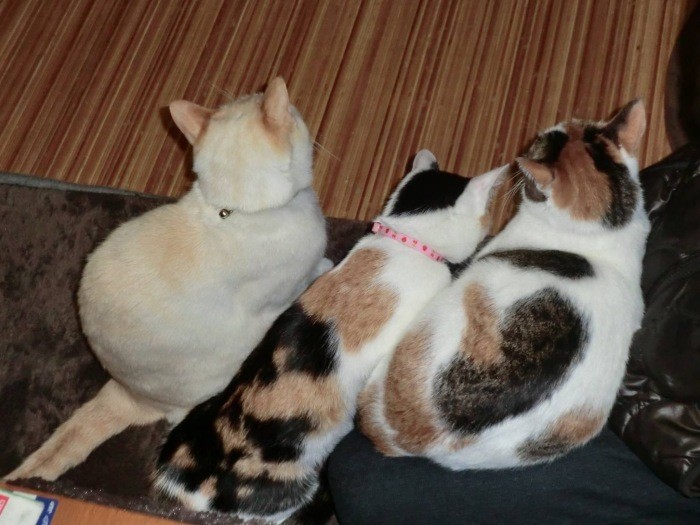 ちびちゃん（左）とはなちゃん（右）に挟まれて