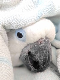 柔らかなタオルに包まれて嬉しそう！（提供：タイハクオウムのゆきまるさん）