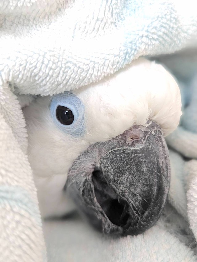 柔らかなタオルに包まれて嬉しそう！（提供：タイハクオウムのゆきまるさん）