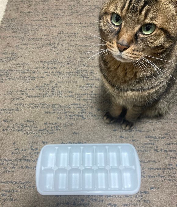 おかわりをねだる猫ちゃん