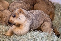 触りたくなるほどのモコモコ感だけどタッチはNG