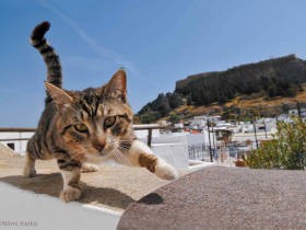 「世界の猫の飾らない姿を」 　新美敬子さんの“世界の旅猫”カレンダーでゆったり旅気分