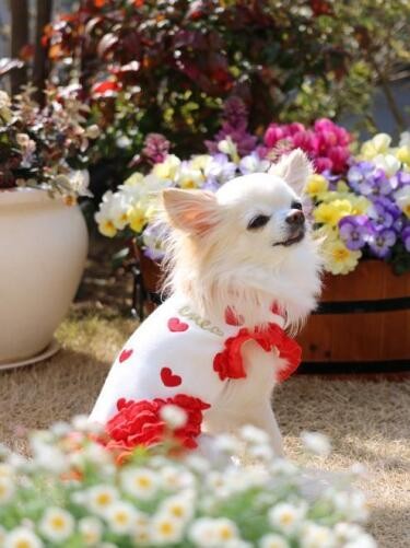 普段のRoyalMilkTea