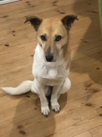 2025年3月撮影。掃除機が終わるのを待っているルビー