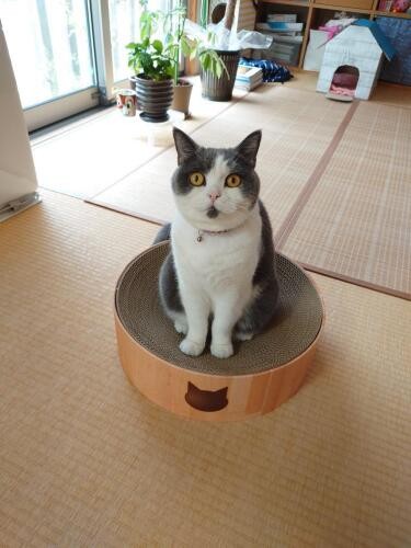 普段の明(メイ)