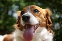 コーイケルホンディエ（提供画像）