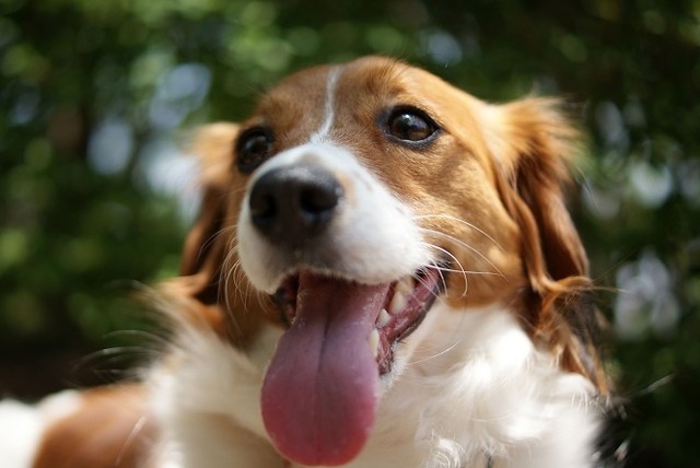 コーイケルホンディエ（提供画像）