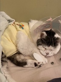 トイレを失敗するようになってからは、手作りの洋服をプレゼント